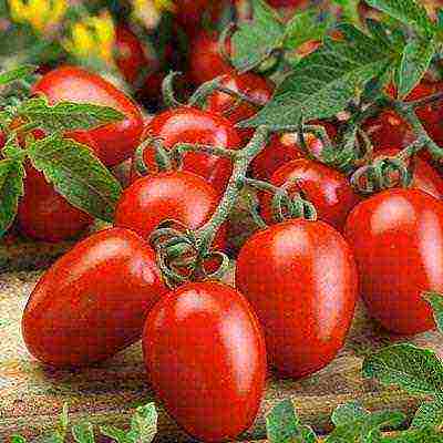 Что такое штамбовые томаты, описание сортов и выращивание