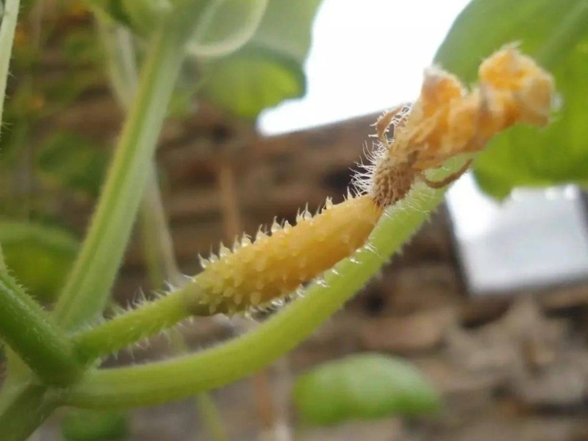 37 лучших сортов для выращивания репчатого лука