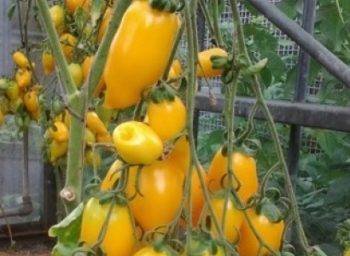Теплолюбивый томат «золотой юбилей» f1 — яркий скороспелый сорт для вашей теплицы