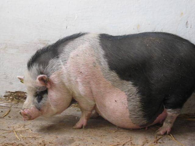 Почему свинья не ест: причины и что делать?