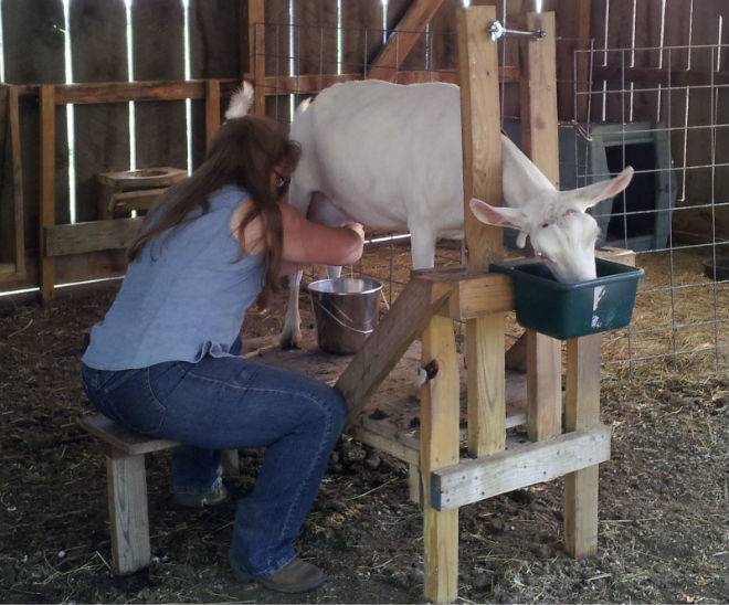 Размеры и чертежи станков для дойки коз и как сделать своими руками