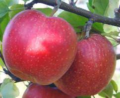 Описание и характеристики яблони сорта Флорина, правила посадки и ухода