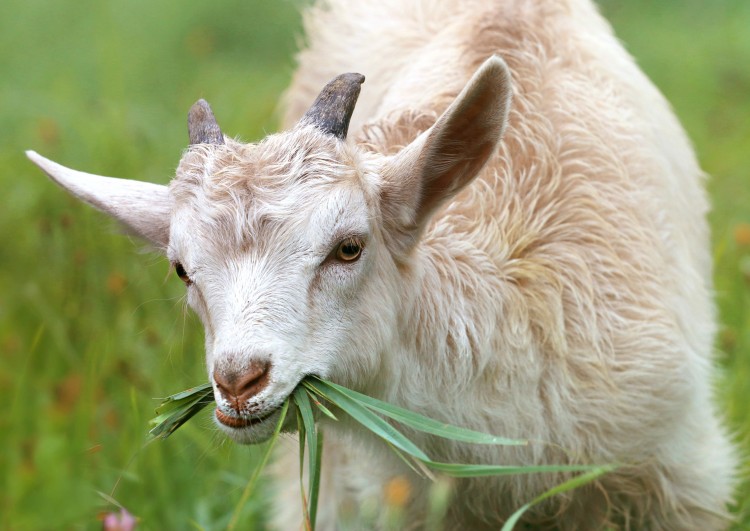 Кормление козы перед окотом