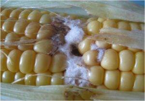 Болезни и вредители кукурузы: 4 заболевания, профилактика и лечения