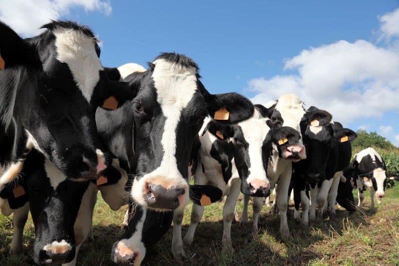 Молочные породы коров: черно-пестрая корова, характеристика