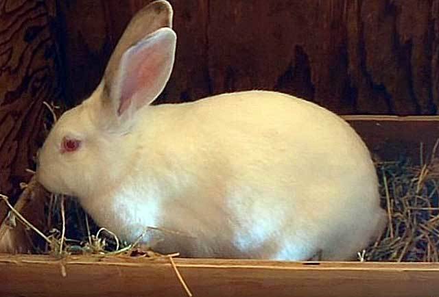 Почему крольчиха не кормит крольчат и что делать?