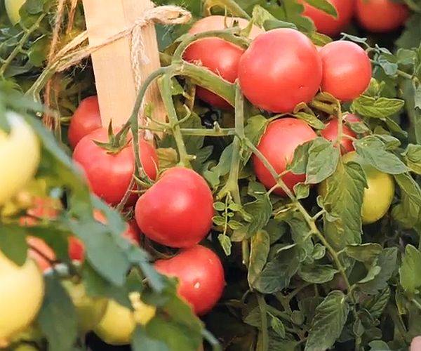 Ребристый томат ругантино f1: характеристики, описание, отзывы