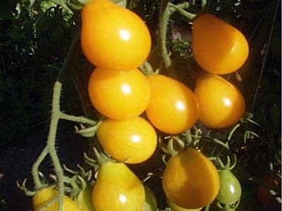 Описание оранжевых томатов южный загар и выращивание сорта из рассады