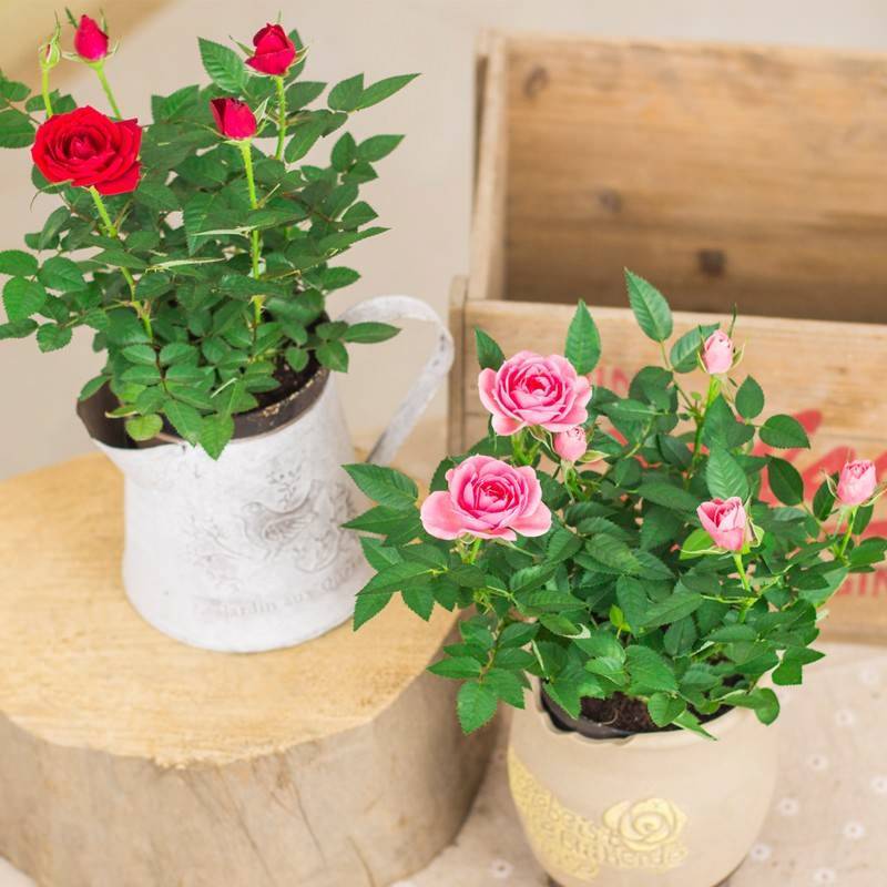 Выращивание роз в горшках — тонкости комнатного цветоводства