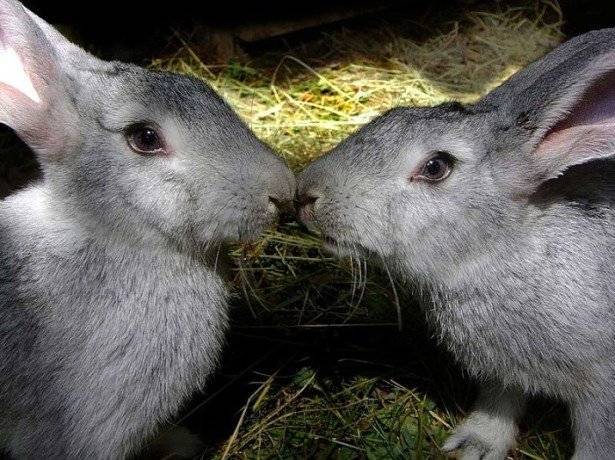 Почему крольчиха не кормит крольчат и что делать?