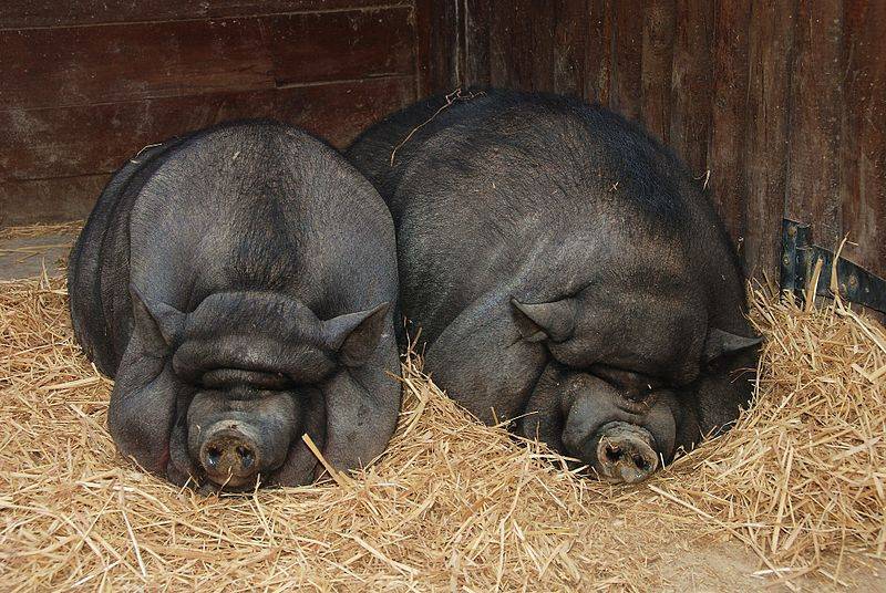 Как проводят забой свиней – распространенные способы и методы