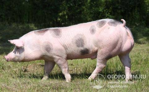 Описание и характеристика породы свиней Пьетрен, содержание и разведение