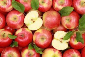 Сорт яблони россошанское полосатое: описание сорта, особенности выращивания