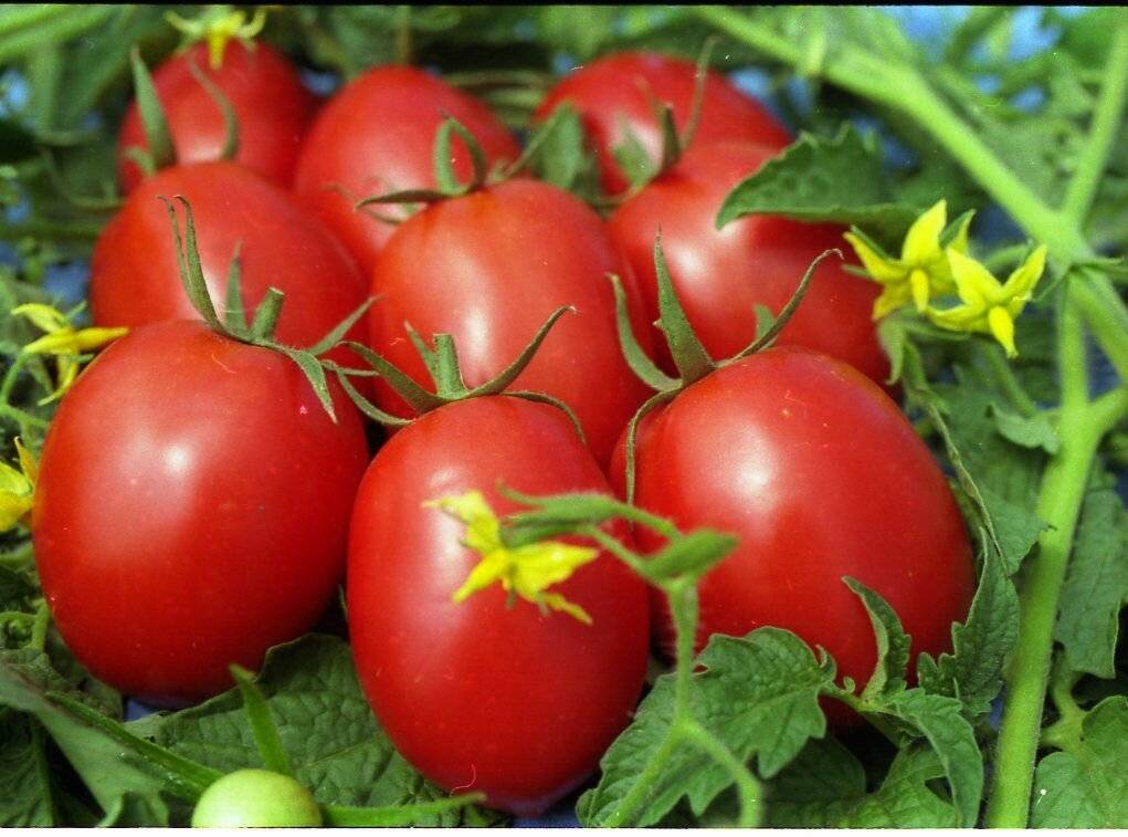 Описание сорта томата Большая радуга, его характеристика и урожайность
