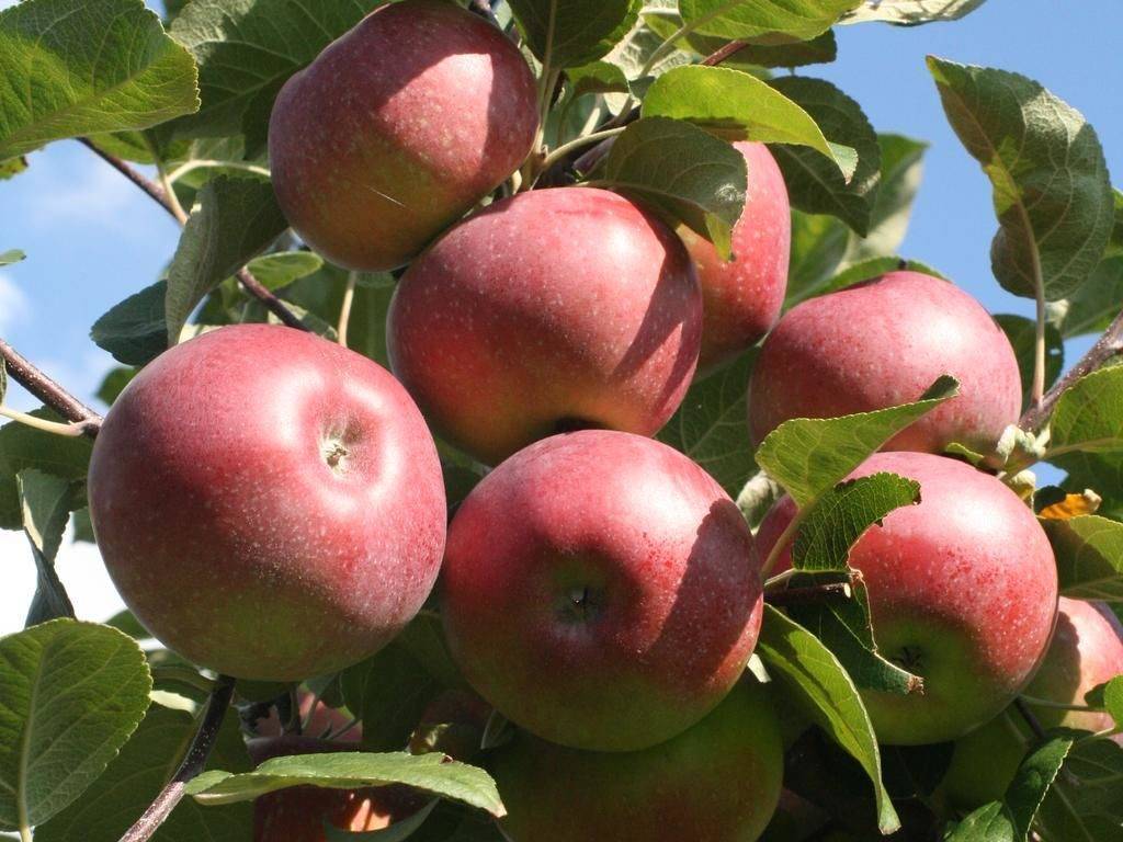 Летняя яблоня авенариус
