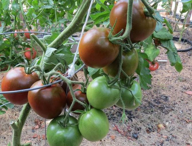 Проверенный временем томат «черный принц»: описание сорта, характеристика, выращивание, фото