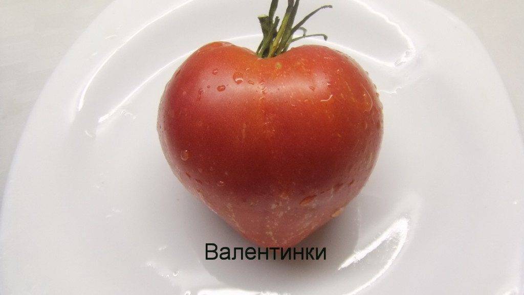 Российский раннеспелый, очень урожайный томат «валентина»: описание сорта и достоинств