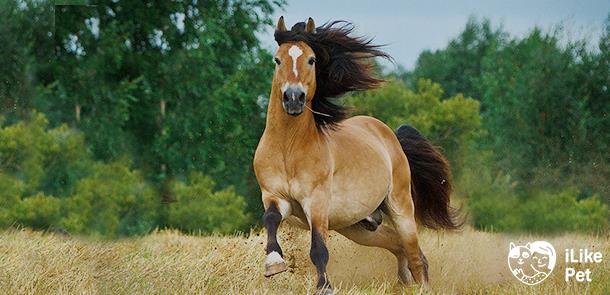 Порода лошадей аппалуза (аппалузская) – особенности характера, внешнего вида и содержания