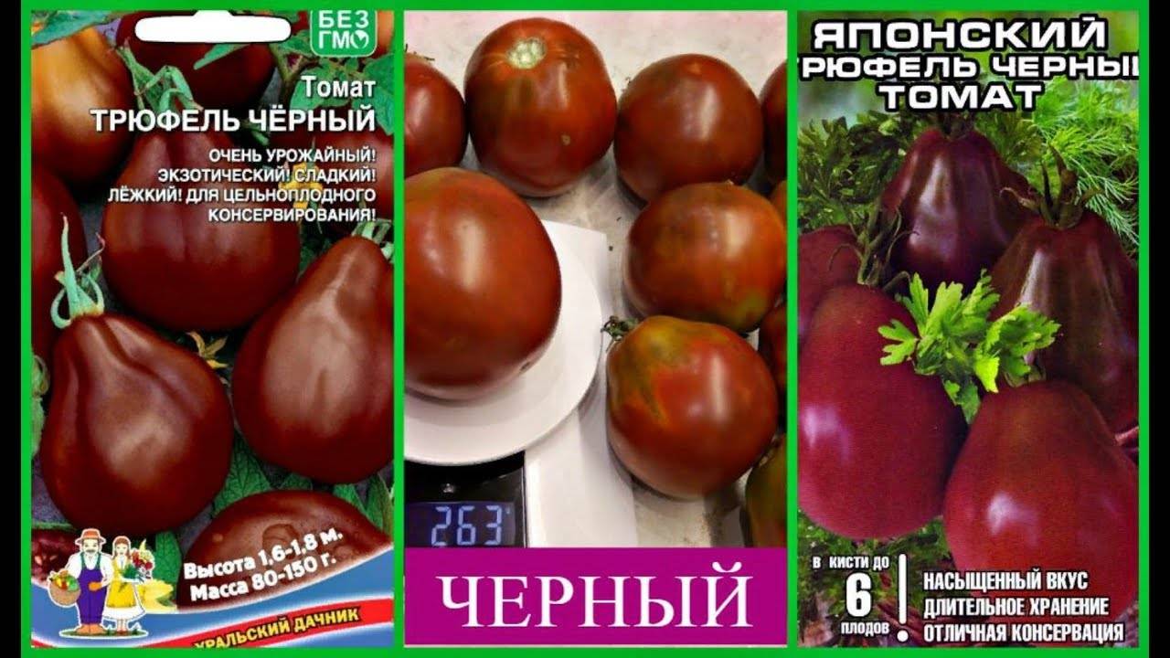 Описание и характеристика сорта томата полосатый шоколад — правила выращивания и ухода