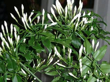 Комнатный жасмин — уход в домашних условиях и виды цветка ?