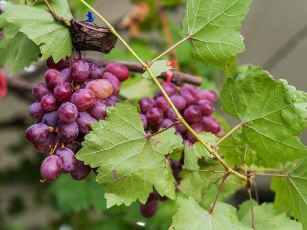 Изумительное «белое чудо» — виноград сорта бажена