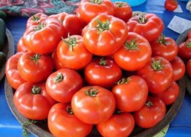 Нюансы выращивания, характеристика и описание томата сорта красная шапочка