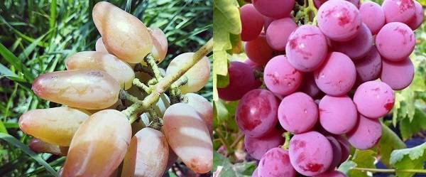Лёгкий в выращивании и необычный на вид — столовый виноград дубовский розовый