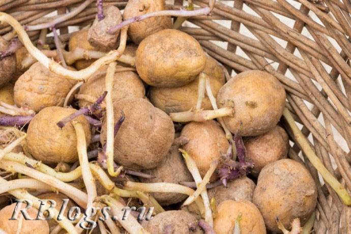 Уход за картофелем: как ухаживать, чтобы был хороший урожай