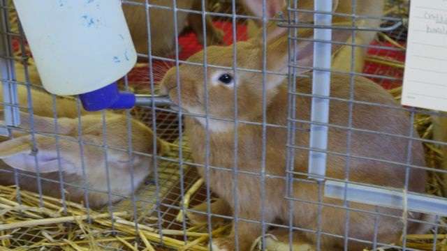 Виды поилок для кроликов и как сделать их своими руками в домашних условиях