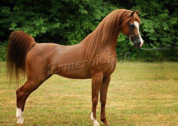 Арабские лошади: описание породы, виды и особенности ухода