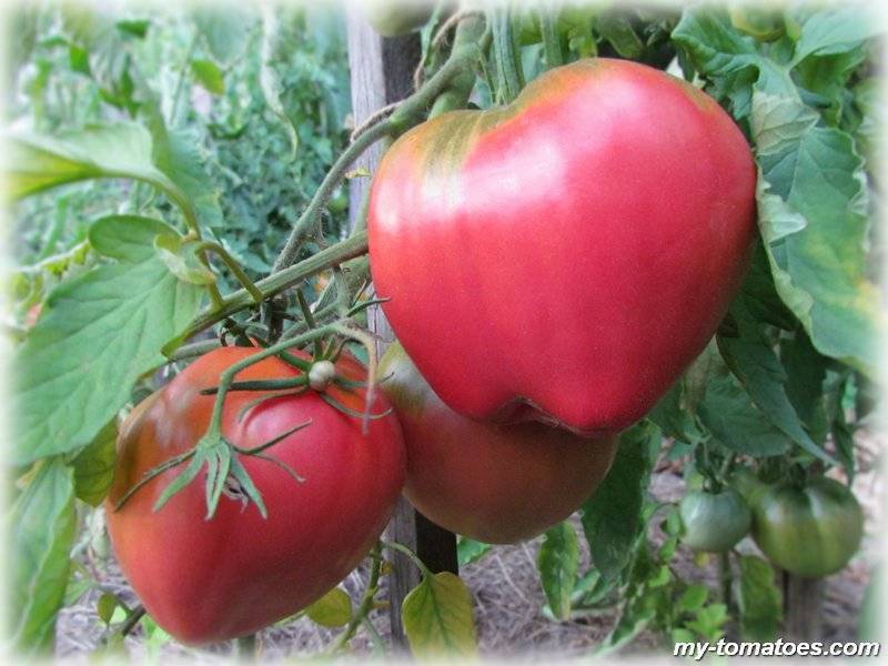 Находка для огородников — томат «японская роза»: описание сорта и особенности выращивания