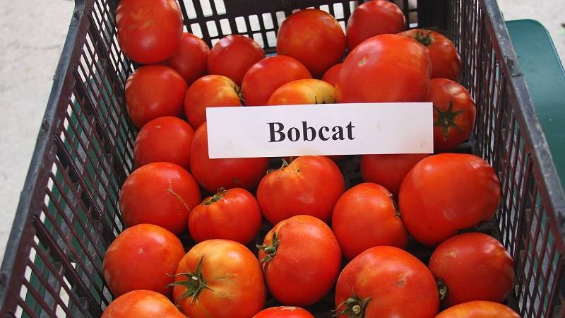 Описание урожайного сорта томата Тести f1 и его выращивание