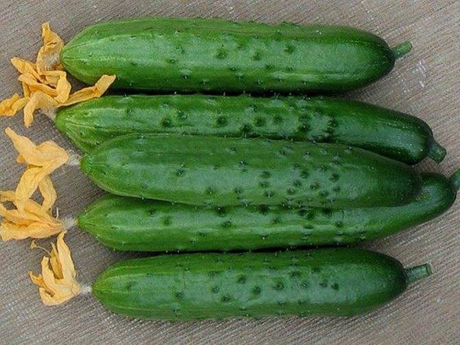 Характеристика огурца веселые гномики f1, выращивание и сбор урожая