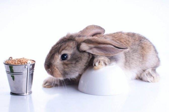 Можно ли давать кроликам пшеницу: польза и вред, правила кормления