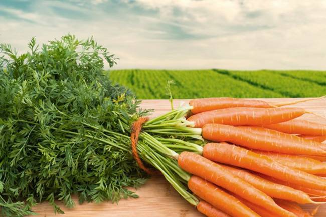 Как правильно сажать морковь семенами в открытом грунте