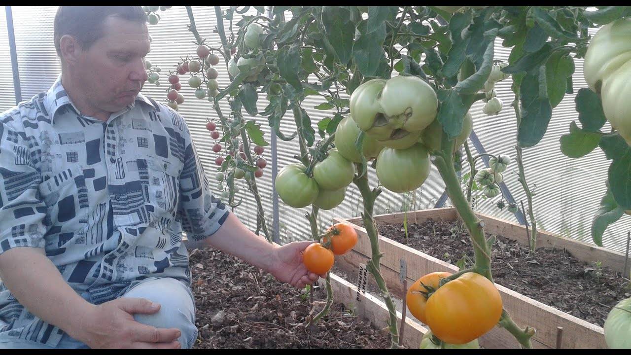 Характеристика и описание сорта томата гигант лимонный, его урожайность
