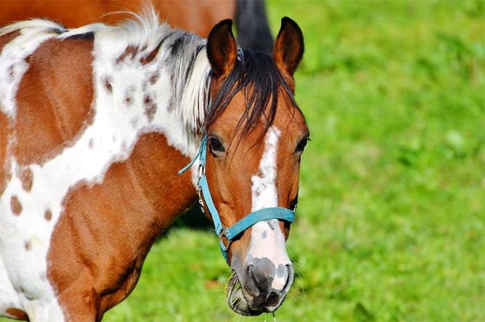 Инструкция к вакцине от ринопневмонии у лошадей и ее состав