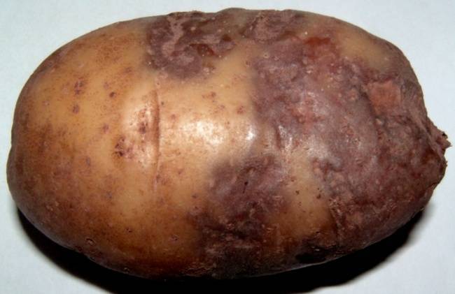 Фитофтора, фитофтороз картофеля, как бороться с опасной болезнью