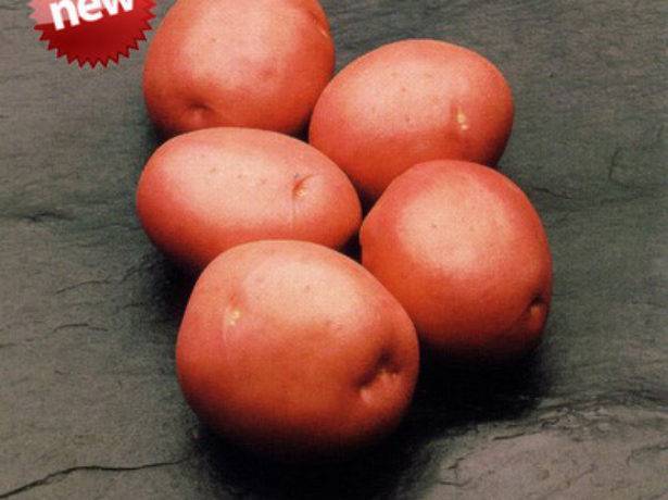 Описание сорта картофеля Красавчик, особенности выращивания и ухода