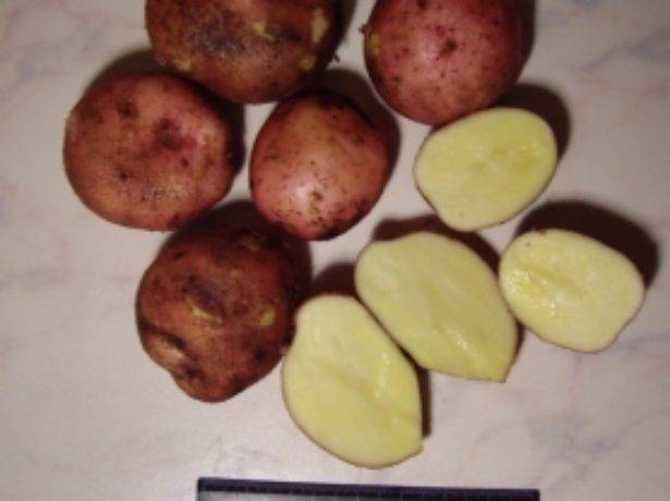 Картофель журавинка: 8 особенностей и 10 советов по выращиванию и хранению