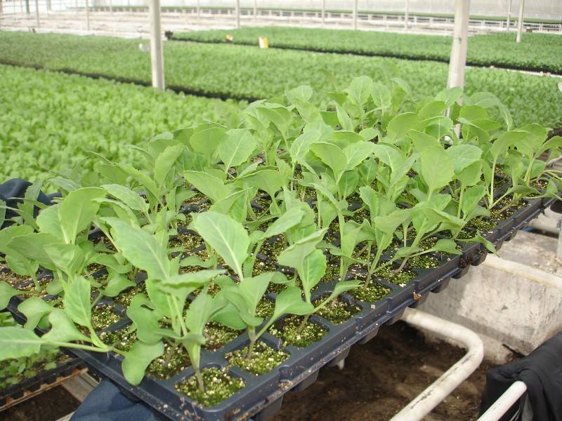 Выращивание капусты в открытом грунте - от рассады до сбора урожая