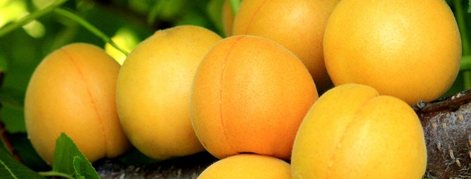 Лель — сказочный абрикос для дачника