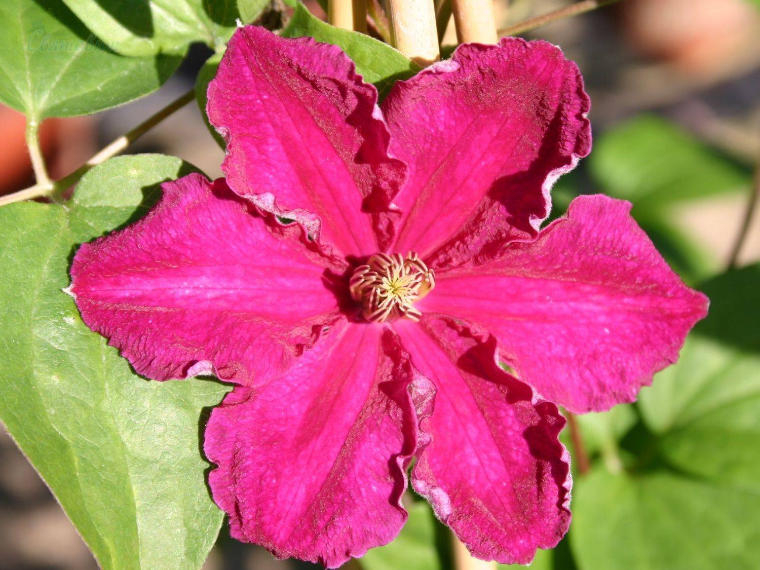 Розовые клематисы: сорта и выращивание