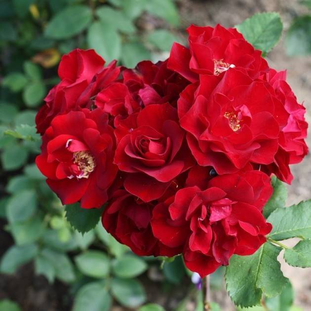 Описание лучших сортов морщинистой розы, размножение, посадка и уход
