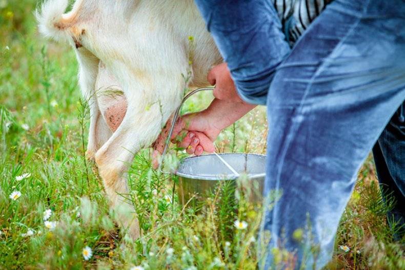 Как научиться правильно доить и раздаивать козу