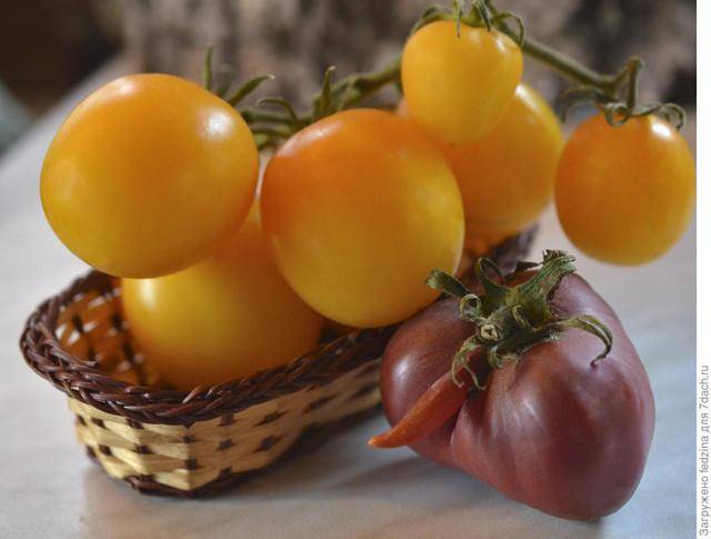 Сорт с ярко-жёлтыми плодами — томат золотая искра: описание помидоров и советы по их выращиванию