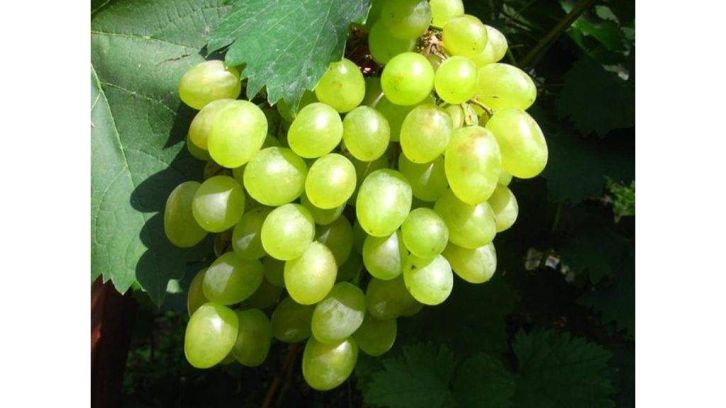 Виноград монарх — истинный король виноградника