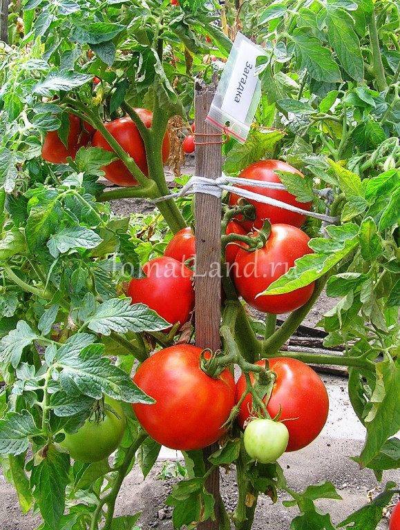 Характеристика и описание сорта томата Загадка, его урожайность