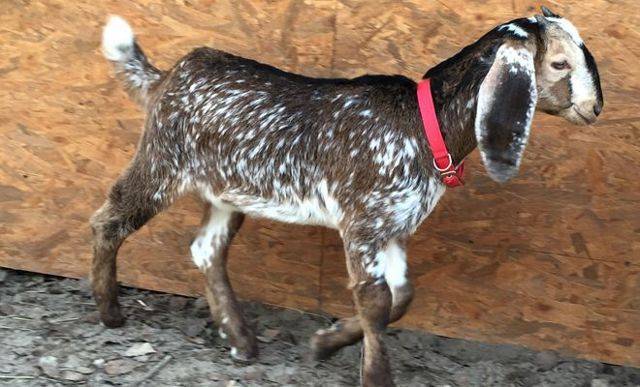 Описание и молочность коз нубийской породы, их окрас и примерная стоимость