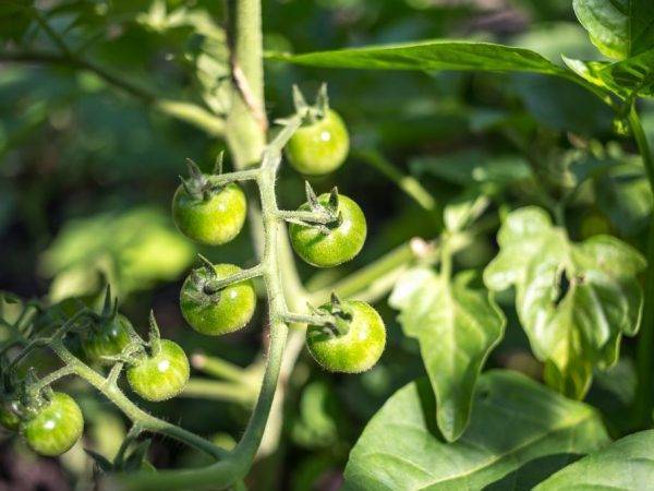 Описание сорта томата пето 86, его характеристика и урожайность